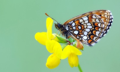 Цветок бабочка макро