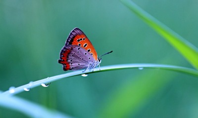 бабочка, на травинке