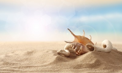 ракушка, на песке