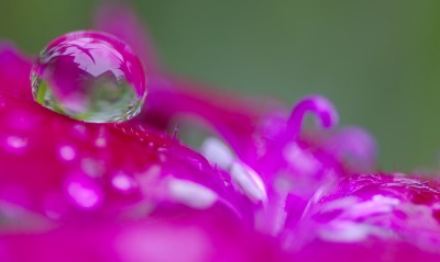 Капля макро розовый цветок