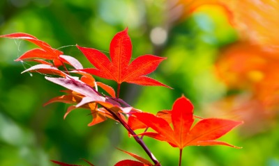 Ветка листья осень
