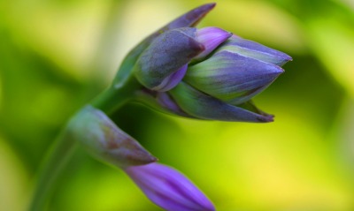 цветок, фиолетово-зеленый