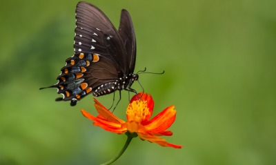 бабочка, на цветке