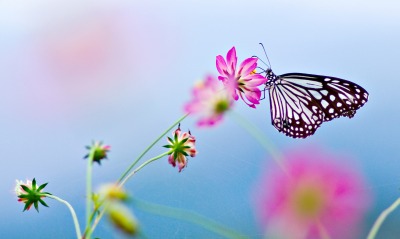 бабочка, на цветке