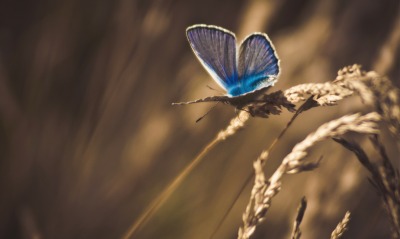 природа, бабочка
