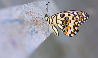 природа, бабочка
