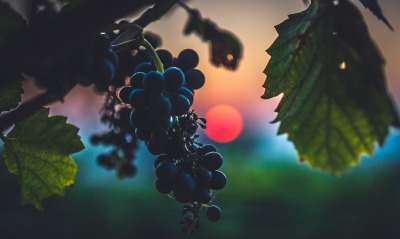 виноград, гроздь