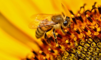 пчела, цветок