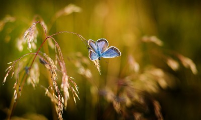 бабочка, трава