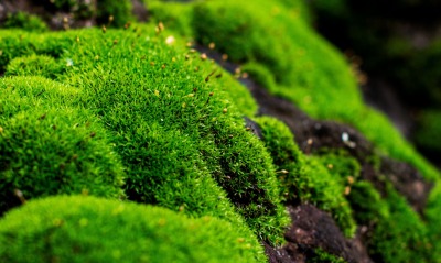 мох зеленый макро