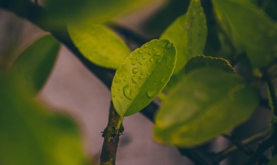 лист ветка капли макро зеленый