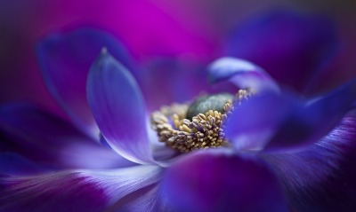 цветок макро фиолетовый
