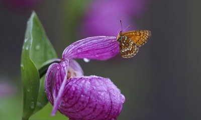 цветок макро бабочка опыление