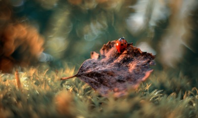 макро осень божья коровка листок мох