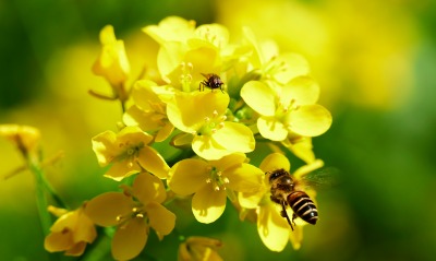 пчела цветок желтый макро
