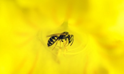 оса цветок желтый
