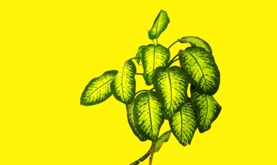 листья растение желтый фон минимализм