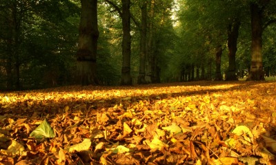 Дорога из осенних листьев
