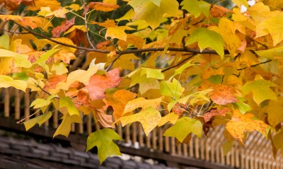 Осень на дереве