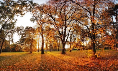осень, деревья