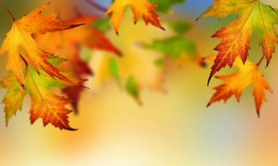 кленовый листья, осень