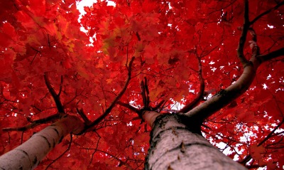 деревья, осень