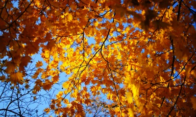 деревья, осень