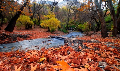 Осенние листья у реки в лесу