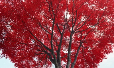 красное дерево, ветки