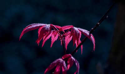 листья, темнота