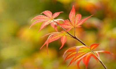 ветка листья осень размытость