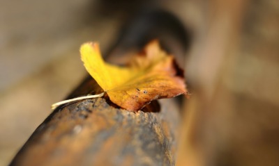 лист, осень