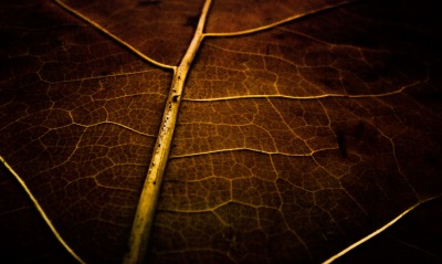 лист макро прожилки коричневый