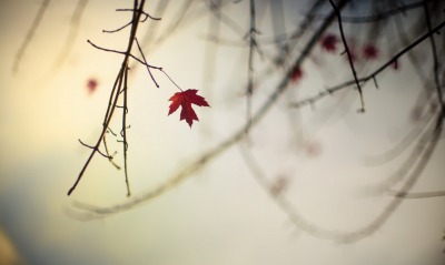 ветка листок кленовый размытость осень
