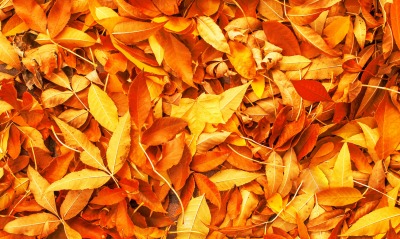 листья, осень