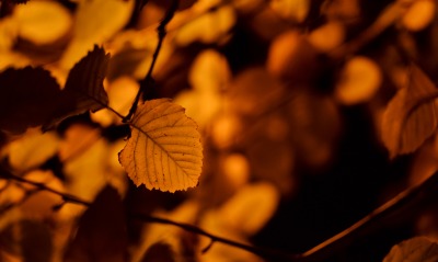 осень листья коричневый листок крупный план