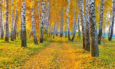 лес березы дорога осень листья