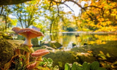 осень, грибы