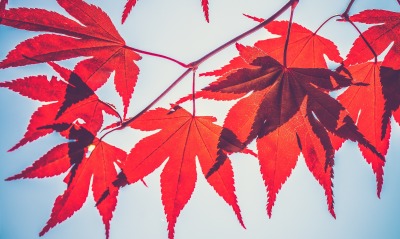 ветка листья осень клен красные листья