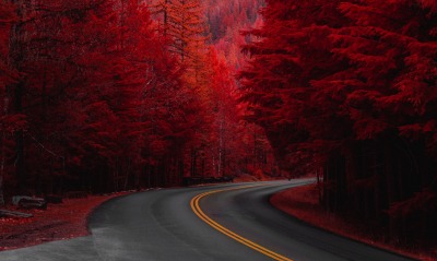 дорога осень лес красный