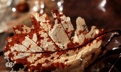 лист осень сухой бордовый