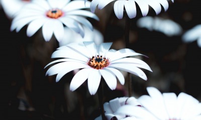 ромашки белые цветы крупный план