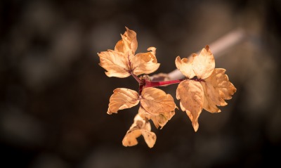 листья макро осень