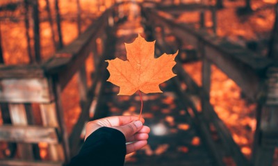 кленовый лист осень мост рука