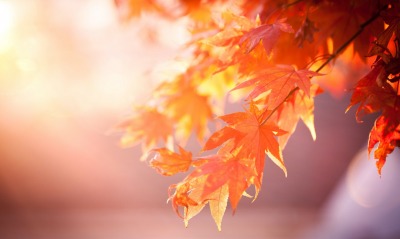листья осень ветки размытость