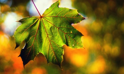 лист клен зеленый осень