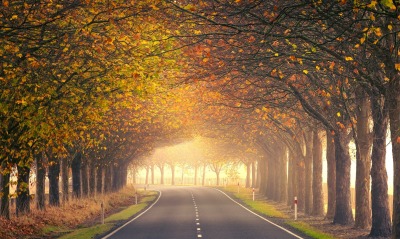 дорога деревья осень