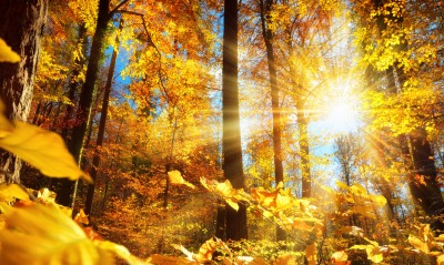 осенний лес солнце деревья осень золотая