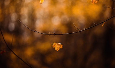 осень осенние листья ветки размытость