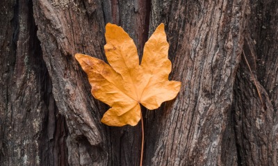 кленовый лист осень ствол
